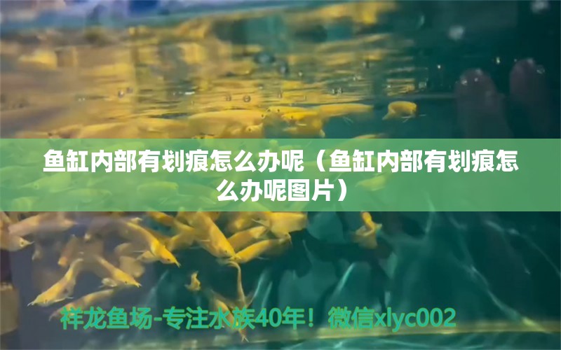 鱼缸内部有划痕怎么办呢（鱼缸内部有划痕怎么办呢图片） 观赏鱼市场（混养鱼）