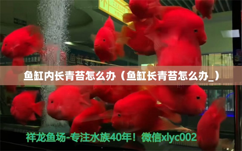 鱼缸内长青苔怎么办（鱼缸长青苔怎么办_）