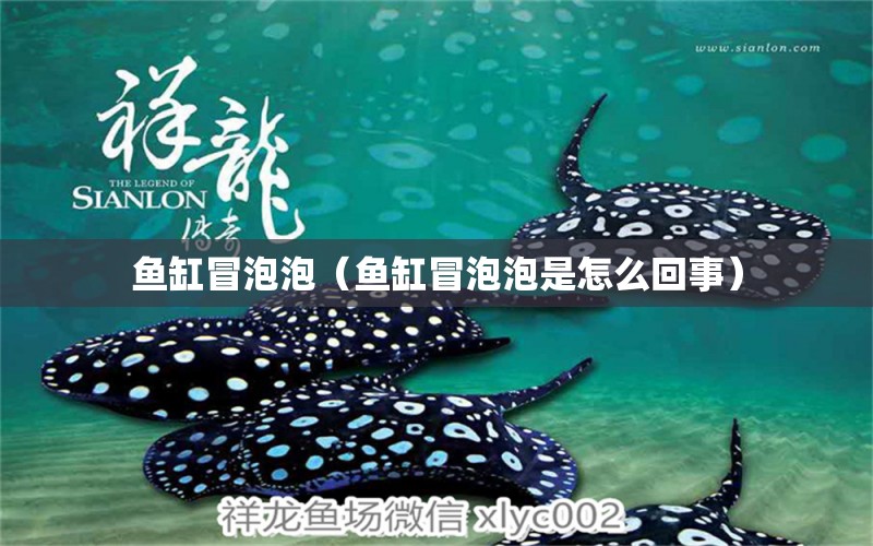 鱼缸冒泡泡（鱼缸冒泡泡是怎么回事） 祥龙水族医院