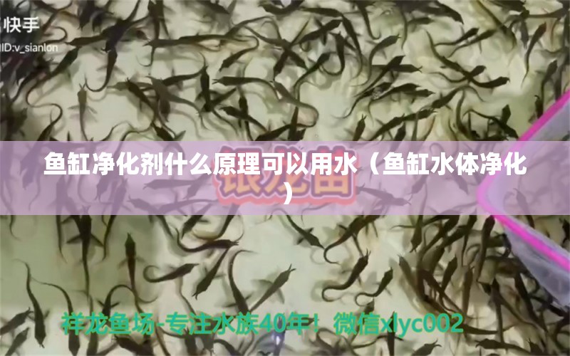 鱼缸净化剂什么原理可以用水（鱼缸水体净化） 三色锦鲤鱼