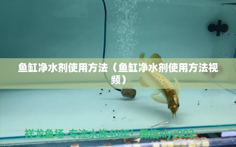 鱼缸净水剂使用方法（鱼缸净水剂使用方法视频） 女王大帆鱼