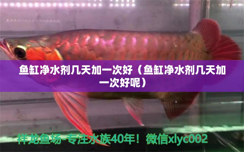 鱼缸净水剂几天加一次好（鱼缸净水剂几天加一次好呢） 祥龙水族医院