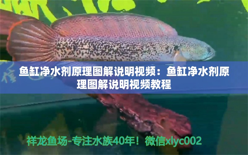 鱼缸净水剂原理图解说明视频：鱼缸净水剂原理图解说明视频教程 观赏鱼市场（混养鱼）