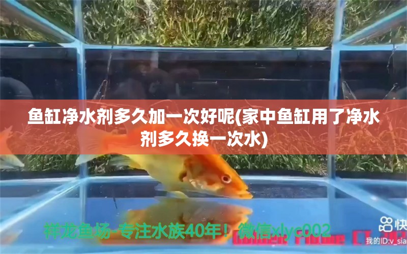 鱼缸净水剂多久加一次好呢(家中鱼缸用了净水剂多久换一次水)