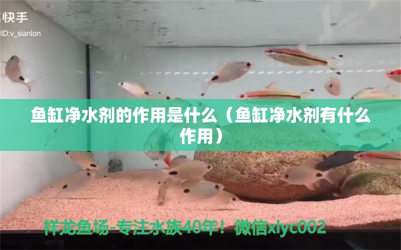 鱼缸净水剂的作用是什么（鱼缸净水剂有什么作用） 其他品牌鱼缸