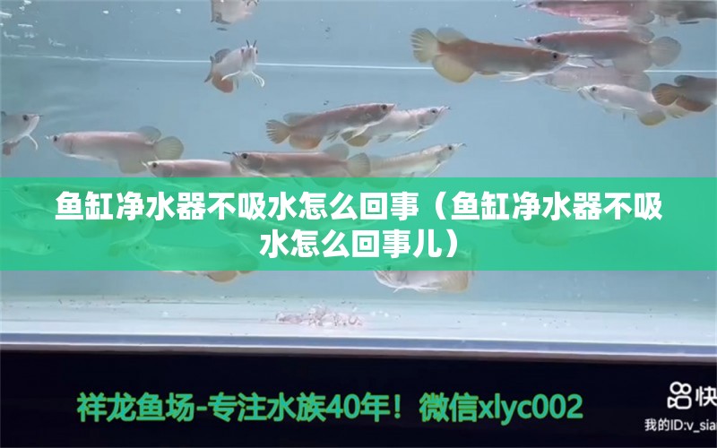 鱼缸净水器不吸水怎么回事（鱼缸净水器不吸水怎么回事儿）