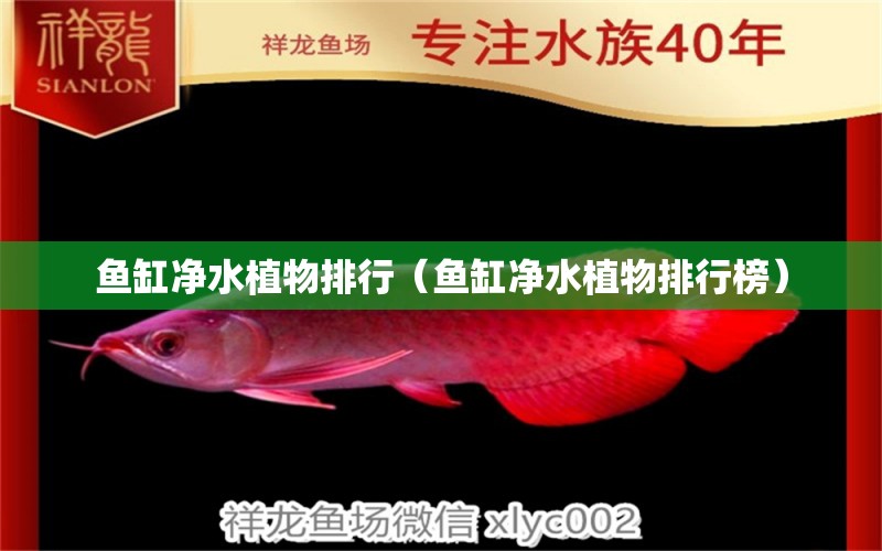 鱼缸净水植物排行（鱼缸净水植物排行榜） 祥龙水族医院