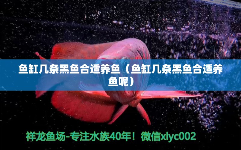 鱼缸几条黑鱼合适养鱼（鱼缸几条黑鱼合适养鱼呢） 水族品牌