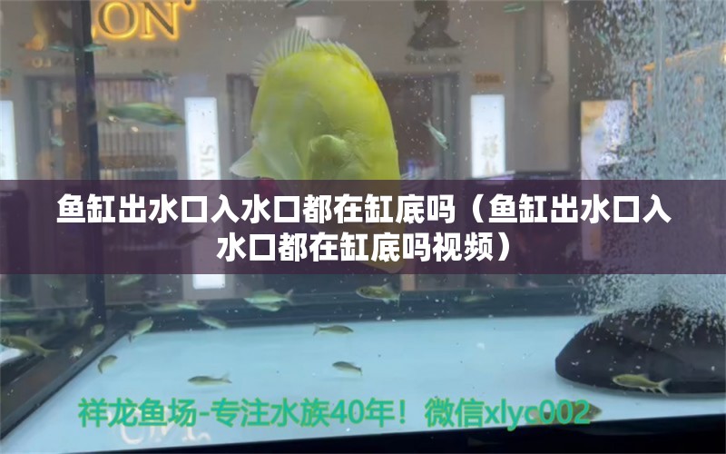 鱼缸出水口入水口都在缸底吗（鱼缸出水口入水口都在缸底吗视频）