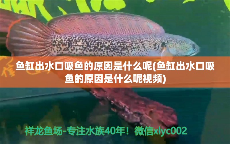 鱼缸出水口吸鱼的原因是什么呢(鱼缸出水口吸鱼的原因是什么呢视频)