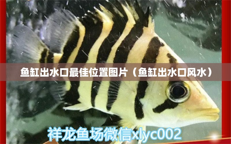 鱼缸出水口最佳位置图片（鱼缸出水口风水）