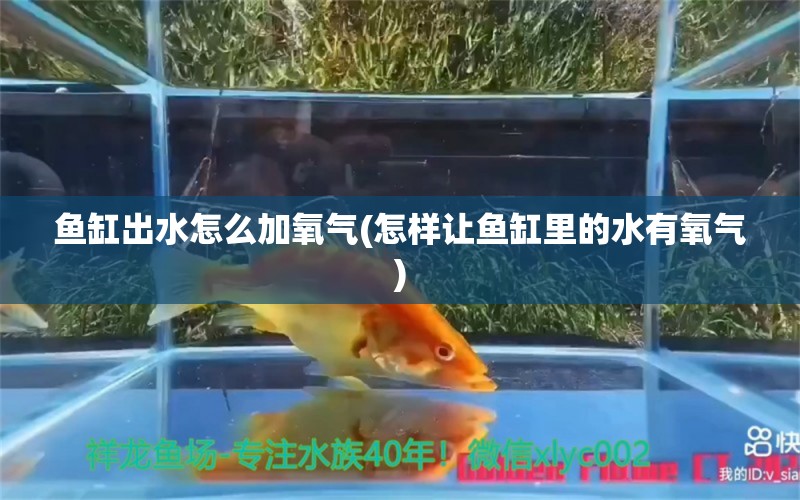 鱼缸出水怎么加氧气(怎样让鱼缸里的水有氧气)