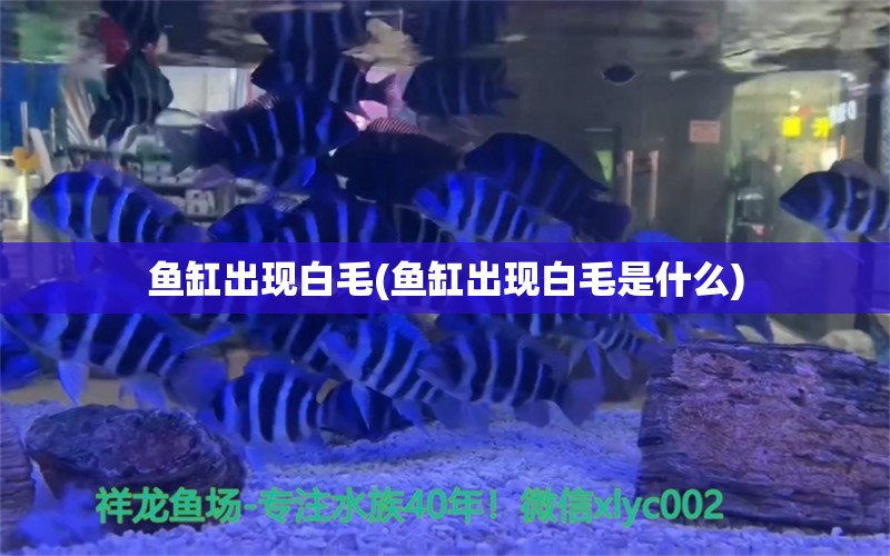 鱼缸出现白毛(鱼缸出现白毛是什么)