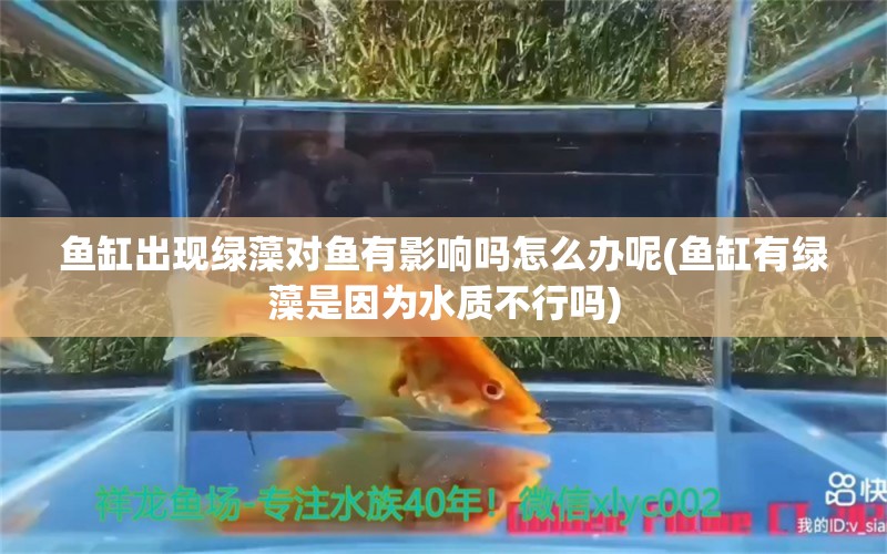 鱼缸出现绿藻对鱼有影响吗怎么办呢(鱼缸有绿藻是因为水质不行吗) 翡翠凤凰鱼 第1张