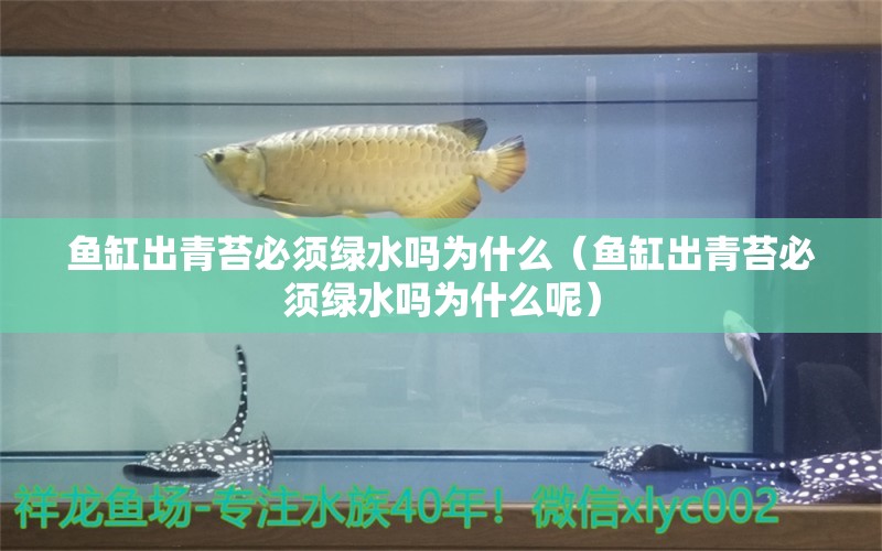 鱼缸出青苔必须绿水吗为什么（鱼缸出青苔必须绿水吗为什么呢）