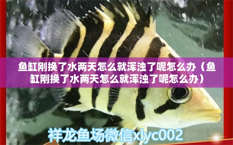 鱼缸刚换了水两天怎么就浑浊了呢怎么办（鱼缸刚换了水两天怎么就浑浊了呢怎么办）