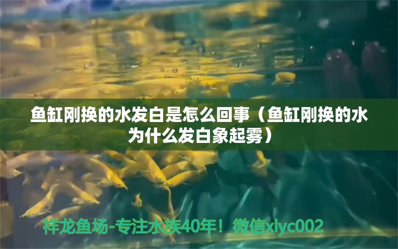 鱼缸刚换的水发白是怎么回事（鱼缸刚换的水为什么发白象起雾）