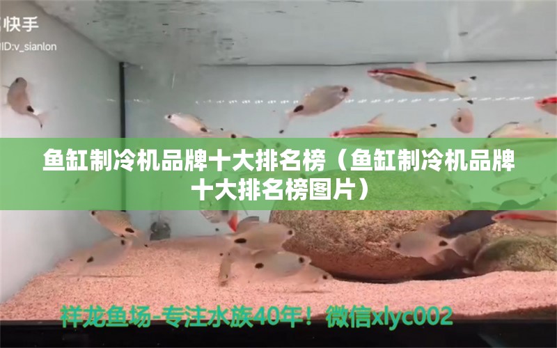 鱼缸制冷机品牌十大排名榜（鱼缸制冷机品牌十大排名榜图片）