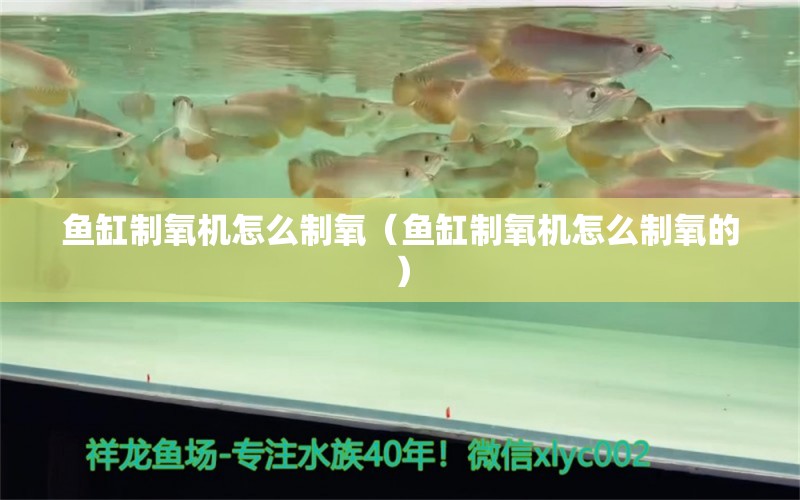 鱼缸制氧机怎么制氧（鱼缸制氧机怎么制氧的） 龙凤鲤鱼