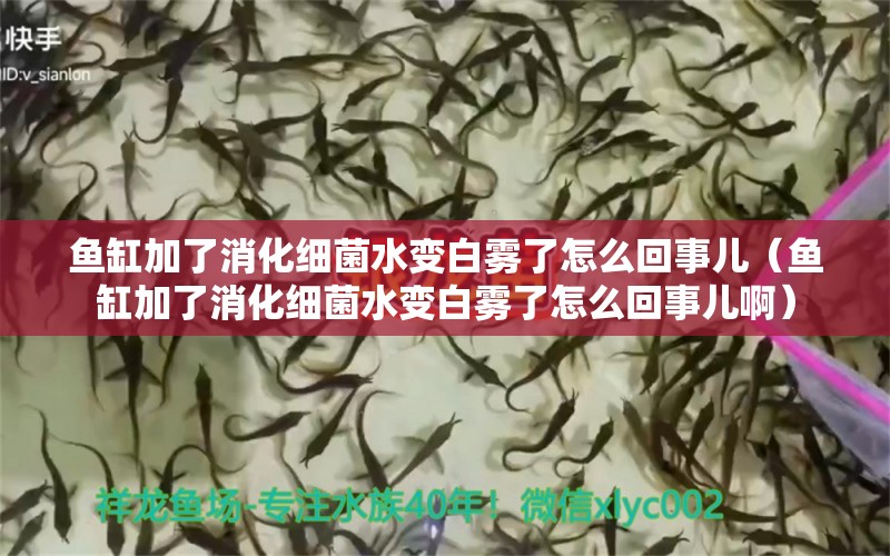 鱼缸加了消化细菌水变白雾了怎么回事儿（鱼缸加了消化细菌水变白雾了怎么回事儿啊）