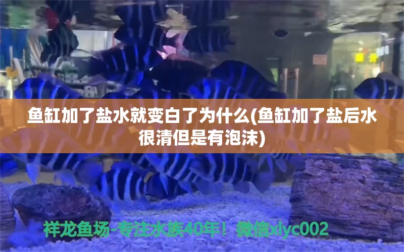 鱼缸加了盐水就变白了为什么(鱼缸加了盐后水很清但是有泡沫) 罗汉鱼