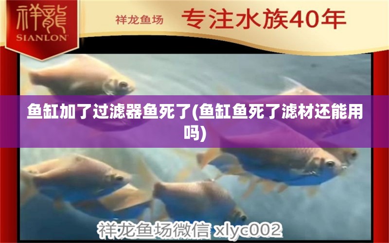 鱼缸加了过滤器鱼死了(鱼缸鱼死了滤材还能用吗) 黄金达摩鱼