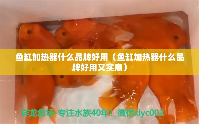 鱼缸加热器什么品牌好用（鱼缸加热器什么品牌好用又实惠） 温控设备