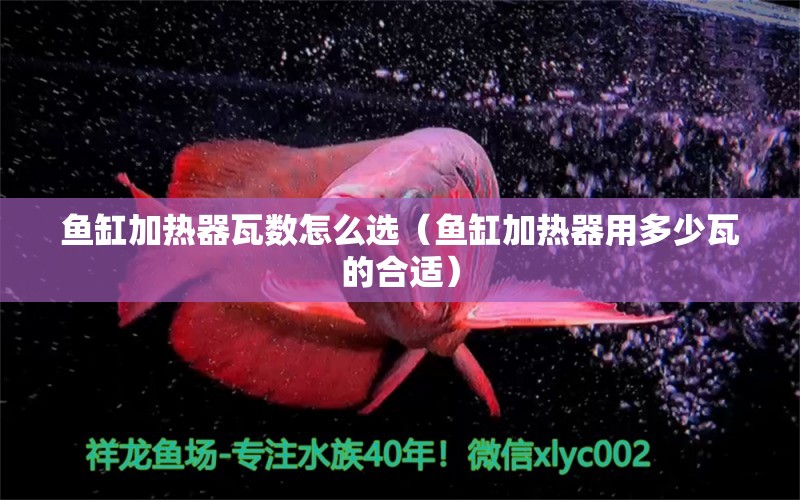 鱼缸加热器瓦数怎么选（鱼缸加热器用多少瓦的合适）