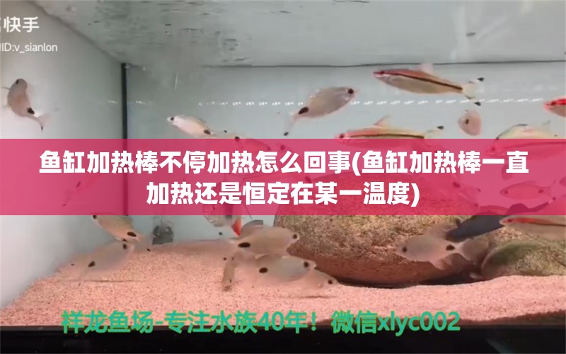 鱼缸加热棒不停加热怎么回事(鱼缸加热棒一直加热还是恒定在某一温度)