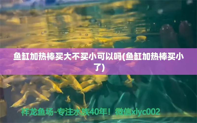 鱼缸加热棒买大不买小可以吗(鱼缸加热棒买小了) 巨骨舌鱼