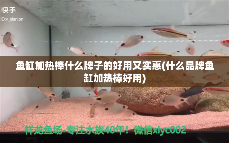 鱼缸加热棒什么牌子的好用又实惠(什么品牌鱼缸加热棒好用)