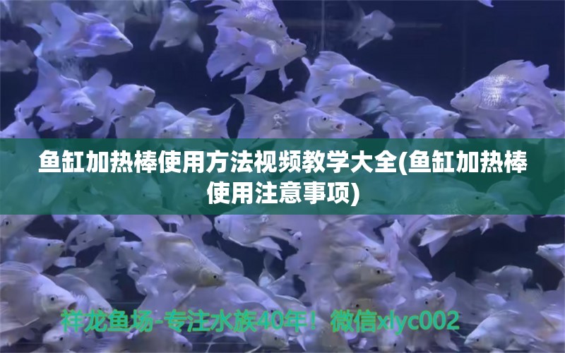 鱼缸加热棒使用方法视频教学大全(鱼缸加热棒使用注意事项) 福魟魟鱼 第1张