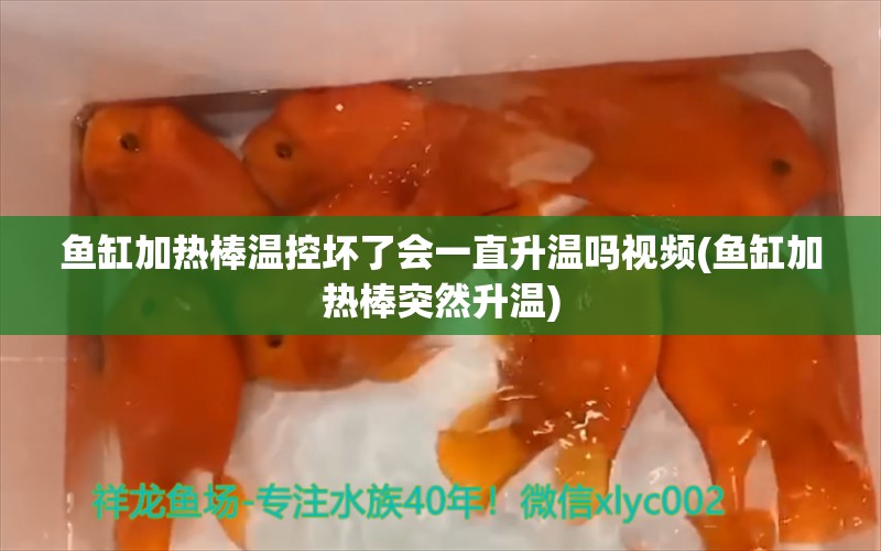 鱼缸加热棒温控坏了会一直升温吗视频(鱼缸加热棒突然升温) 巴西亚鱼苗