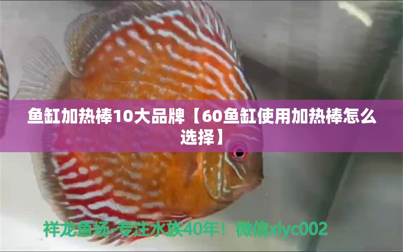 鱼缸加热棒10大品牌【60鱼缸使用加热棒怎么选择】 龙鱼批发