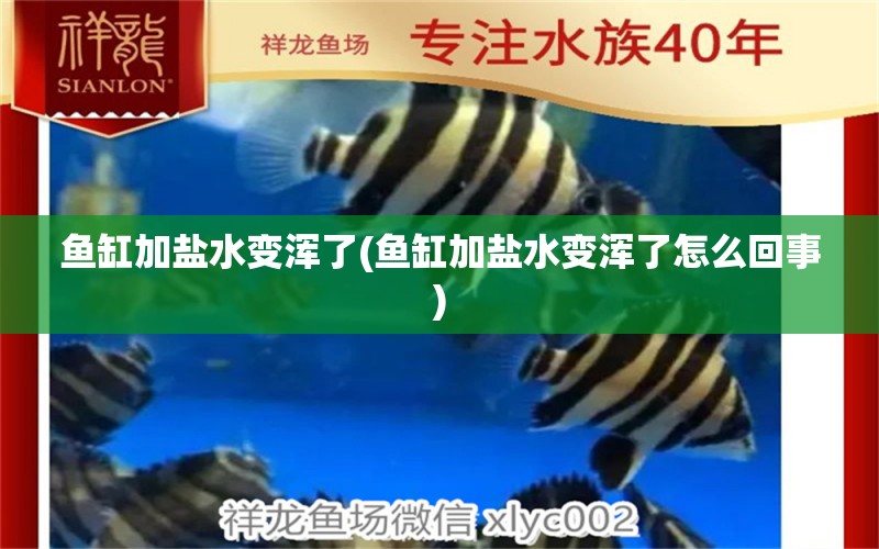 鱼缸加盐水变浑了(鱼缸加盐水变浑了怎么回事) 古典过背金龙鱼