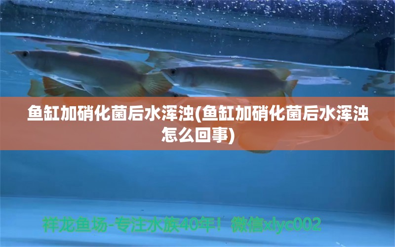 鱼缸加硝化菌后水浑浊(鱼缸加硝化菌后水浑浊怎么回事) 黄金达摩鱼 第1张