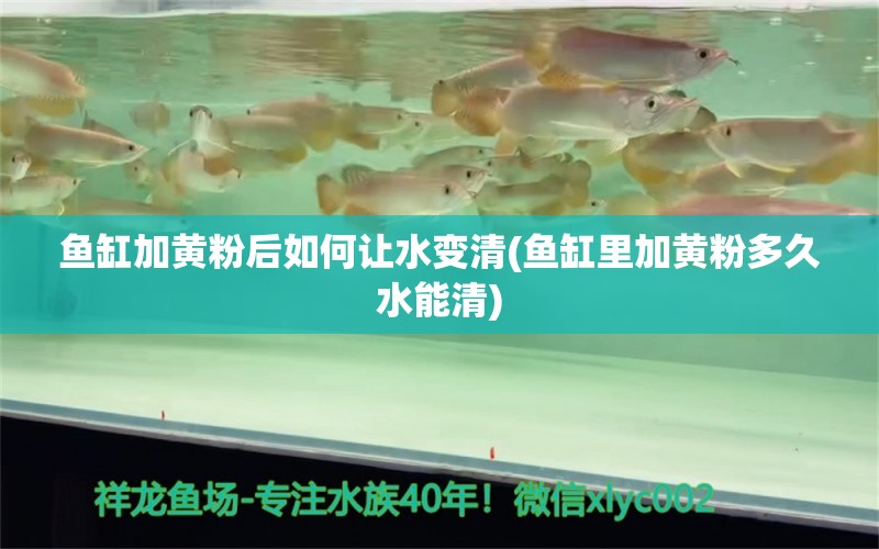 鱼缸加黄粉后如何让水变清(鱼缸里加黄粉多久水能清) 非洲象鼻鱼 第1张