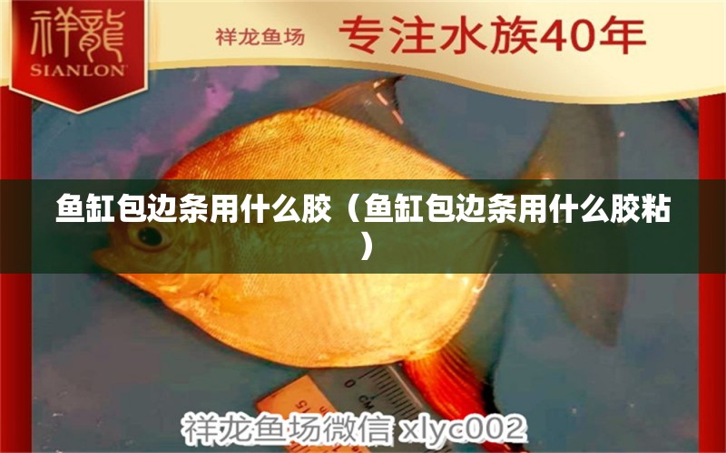 鱼缸包边条用什么胶（鱼缸包边条用什么胶粘） 麦肯斯银版鱼 第2张