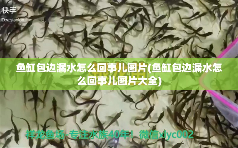 鱼缸包边漏水怎么回事儿图片(鱼缸包边漏水怎么回事儿图片大全) 大白鲨鱼