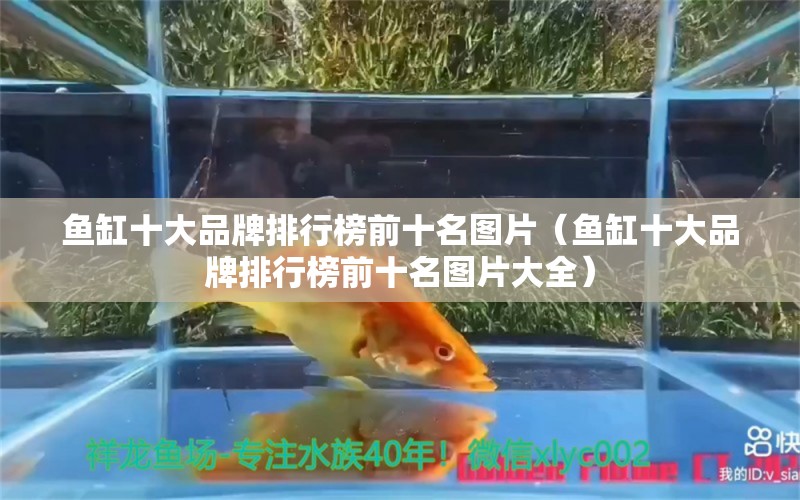 鱼缸十大品牌排行榜前十名图片（鱼缸十大品牌排行榜前十名图片大全）