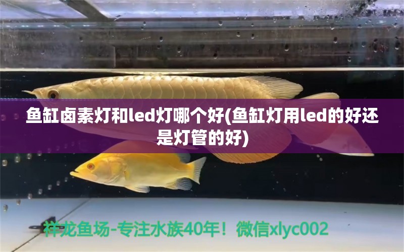 鱼缸卤素灯和led灯哪个好(鱼缸灯用led的好还是灯管的好) 祥龙赫舞红龙鱼