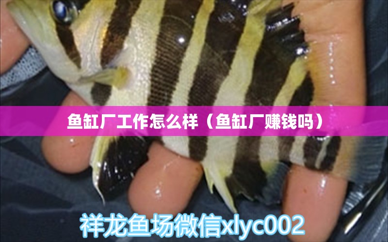 鱼缸厂工作怎么样（鱼缸厂赚钱吗） 祥龙水族医院