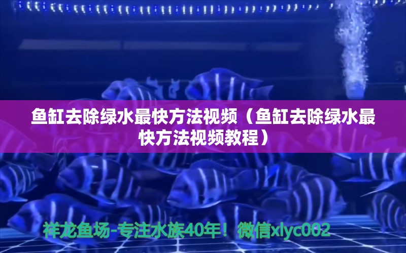 鱼缸去除绿水最快方法视频（鱼缸去除绿水最快方法视频教程）