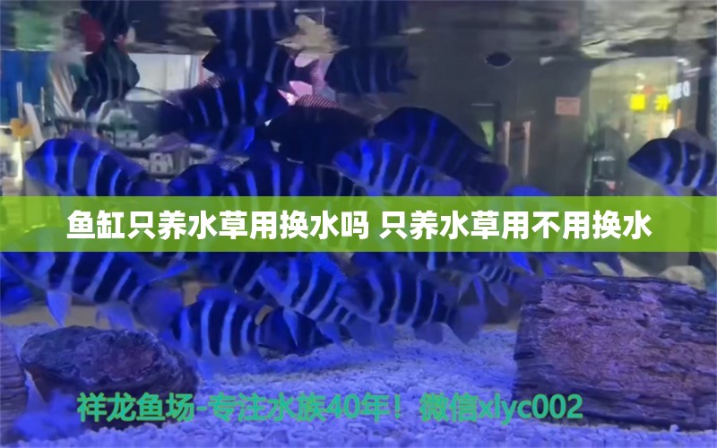 鱼缸只养水草用换水吗 只养水草用不用换水