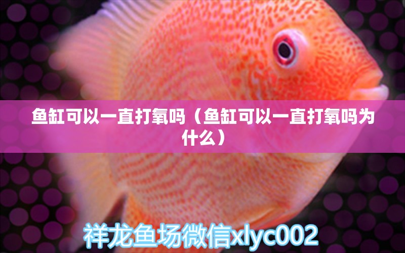 鱼缸可以一直打氧吗（鱼缸可以一直打氧吗为什么） 祥龙水族医院