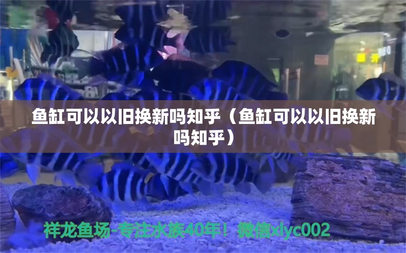 鱼缸可以以旧换新吗知乎（鱼缸可以以旧换新吗知乎） 祥龙水族医院