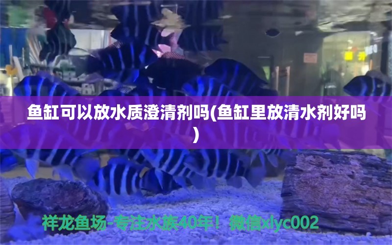 鱼缸可以放水质澄清剂吗(鱼缸里放清水剂好吗)