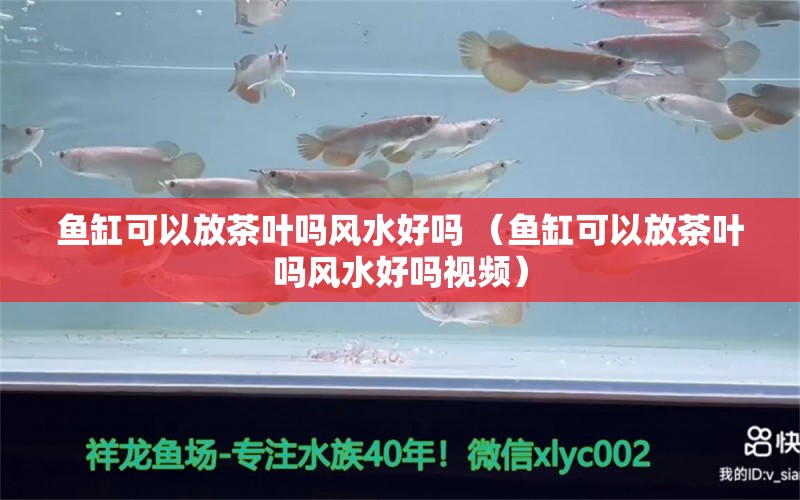 鱼缸可以放茶叶吗风水好吗 （鱼缸可以放茶叶吗风水好吗视频） 鱼缸风水 第1张