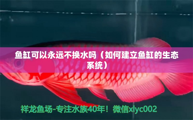 鱼缸可以永远不换水吗（如何建立鱼缸的生态系统） 鱼缸百科 第1张