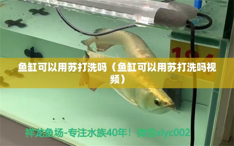 鱼缸可以用苏打洗吗（鱼缸可以用苏打洗吗视频） 祥龙水族医院